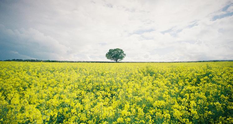 A single tree standing on the horizon in a field full of yellow Rapeseed flowers, Hertfordshire